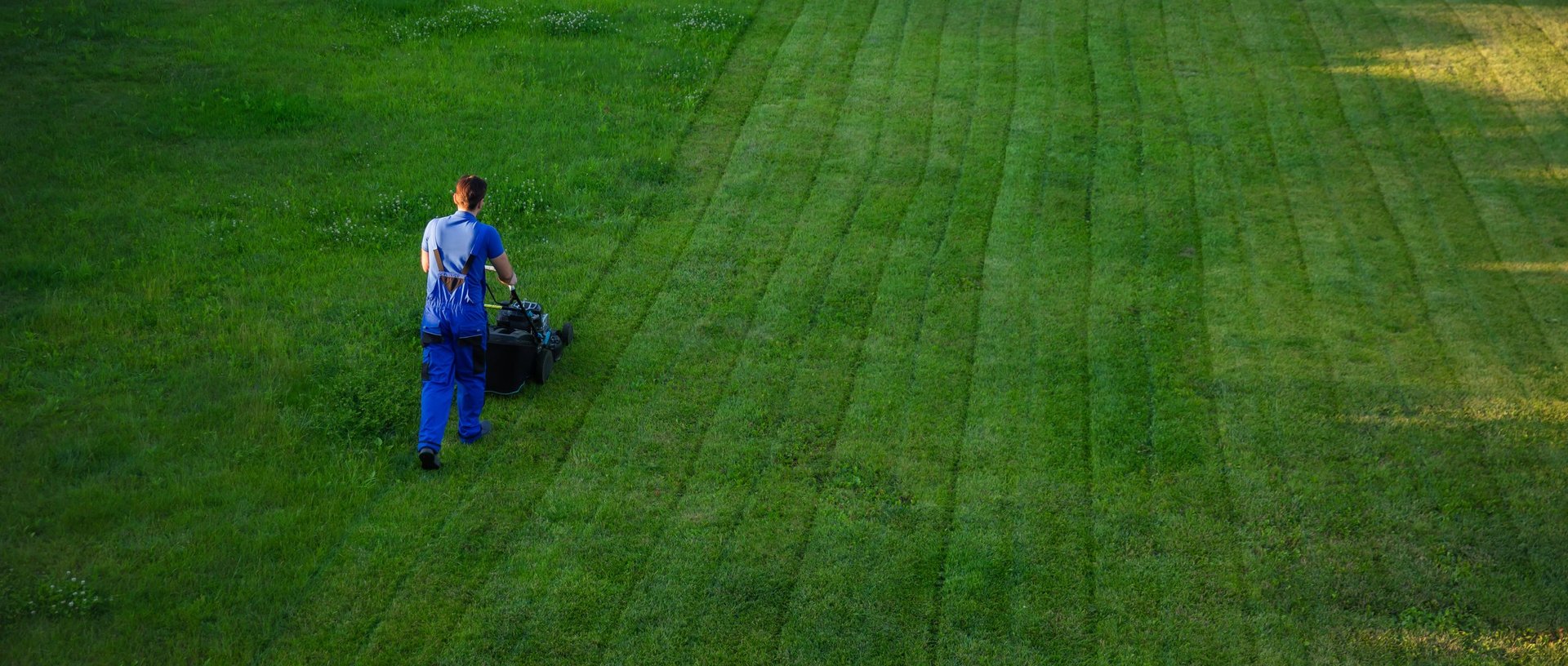 Professional lawn care service